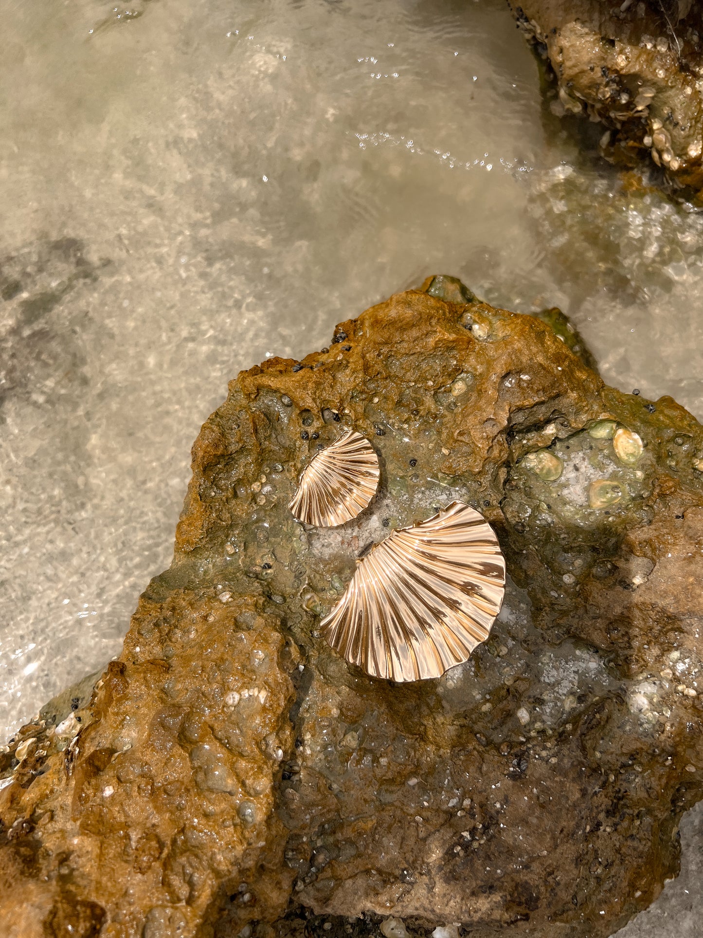 The Coastal Claw